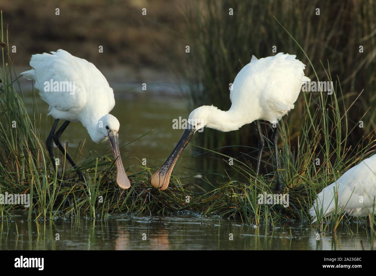 Spoon shaped bill bird hi-res stock photography and images - Alamy