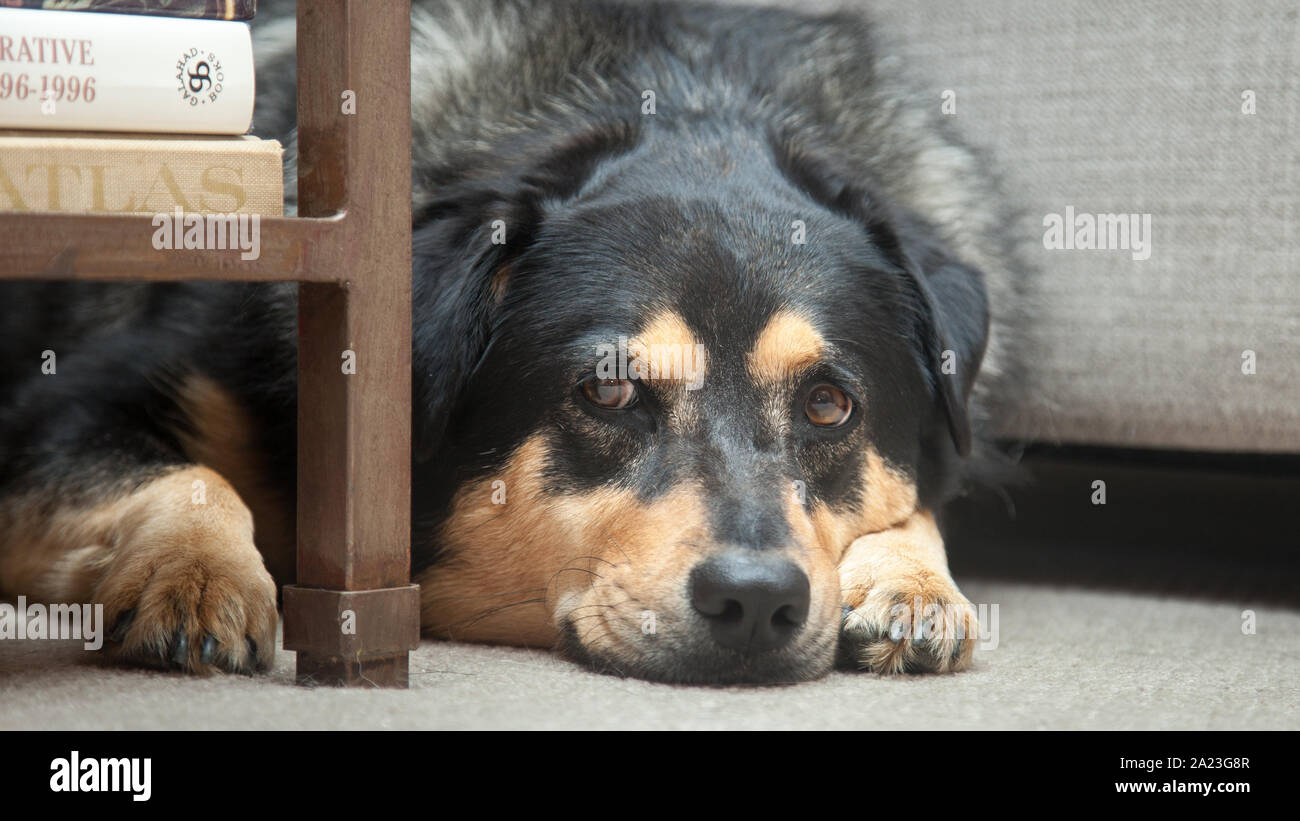 Portrait of adopted rescue dog in new home. Stock Photo