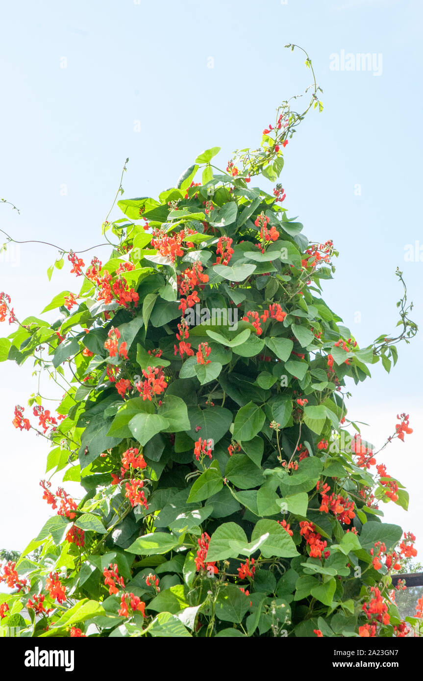 Runner Bean plants in flower climbing up a wigwam frame on an allotment site. Stock Photo