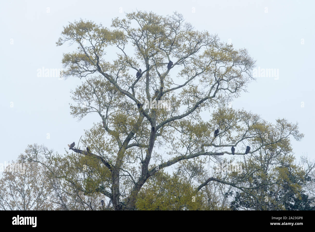 Spring forest with roosting black vultures, near Eagle Pond, Palmetto