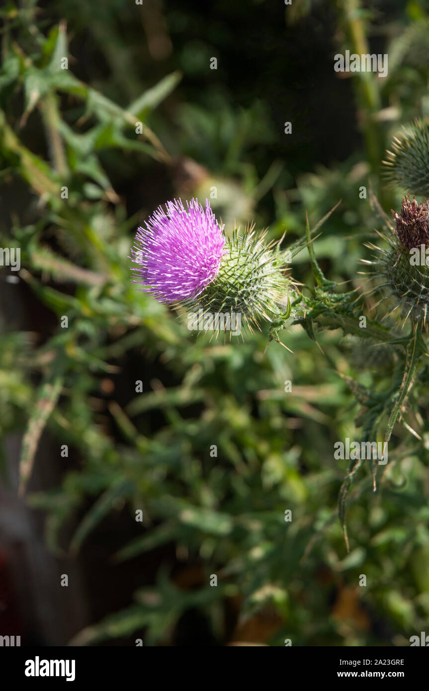 Flower head of Scotch thistle or Spear thistle Stock Photo