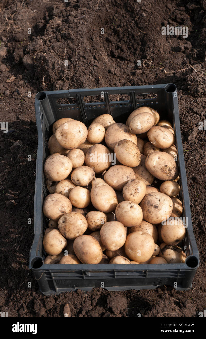 Newly dug potatoes hires stock photography and images Alamy