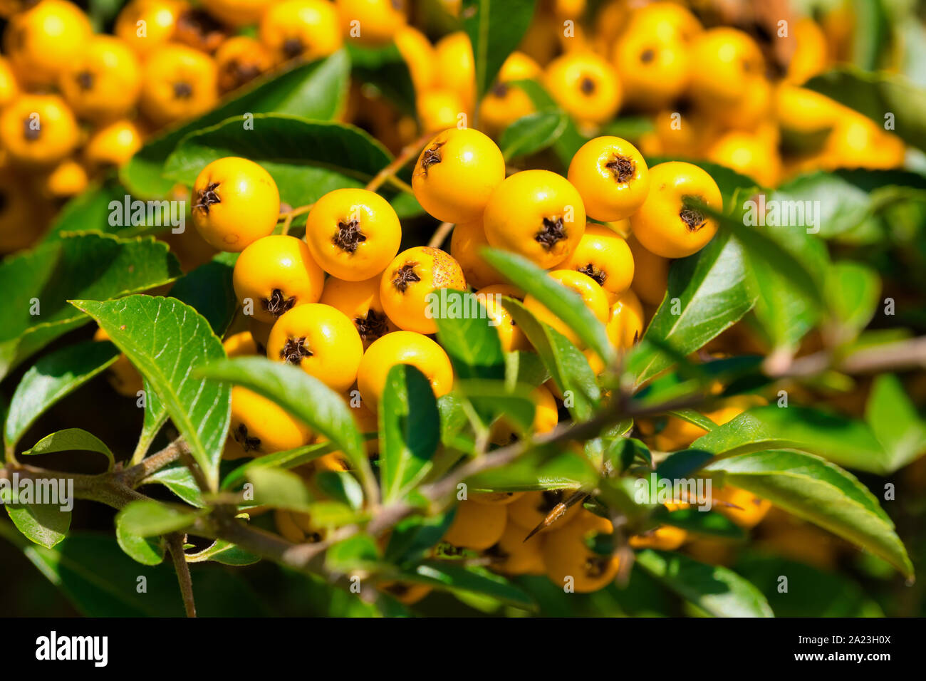 close up of a firethorn plant in Latin called Pyracantha coccinea Stock Photo