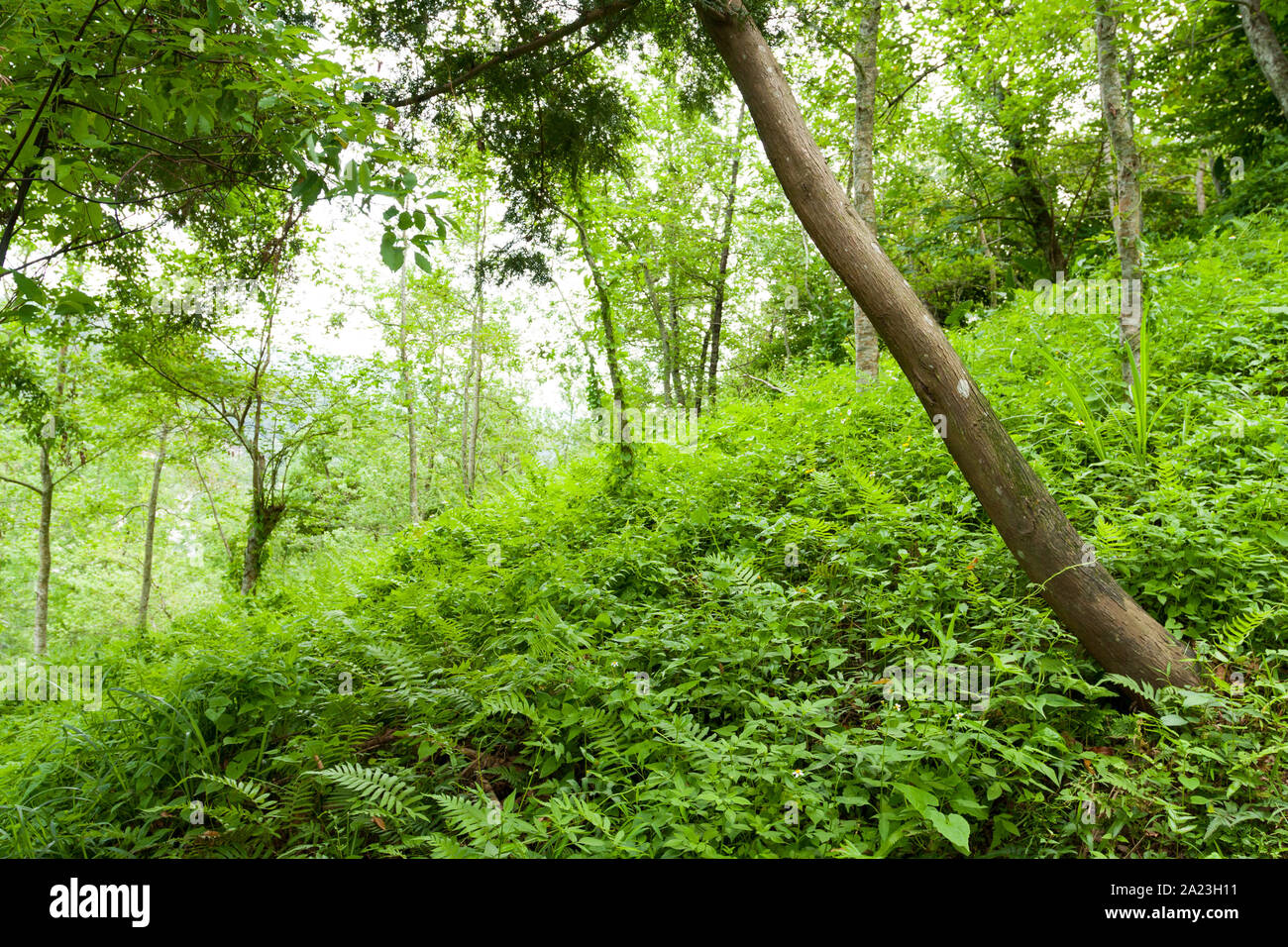 Trees grow in woodland covered with green vegetation on a hill, Chinan National Forest Recreation Area, Shoufeng Township, Hualien County, Taiwan Stock Photo