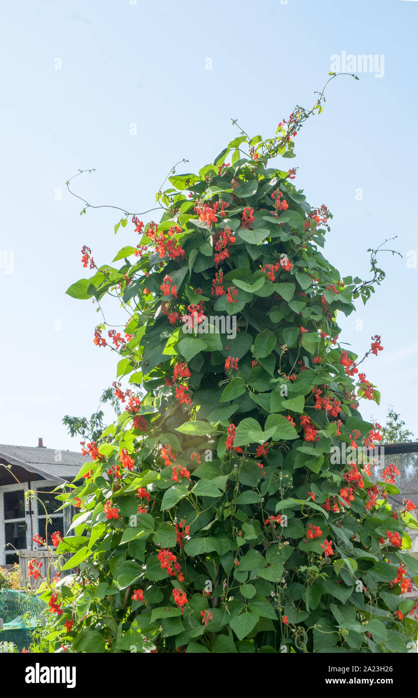 Runner Bean plants in flower climbing up a wigwam frame on an allotment site. Stock Photo