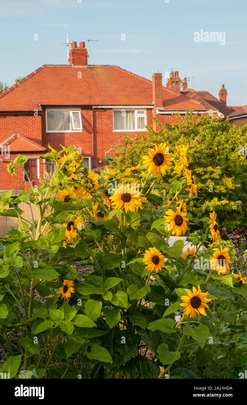 Tall Sunflowers Helianthus annuus growing in a flower garden Stock Photo