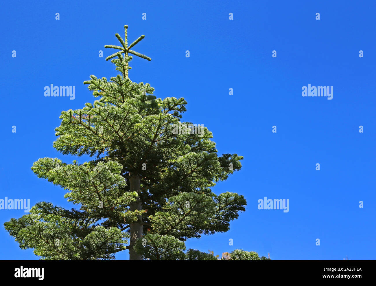 Spruce tree on blue sky Stock Photo