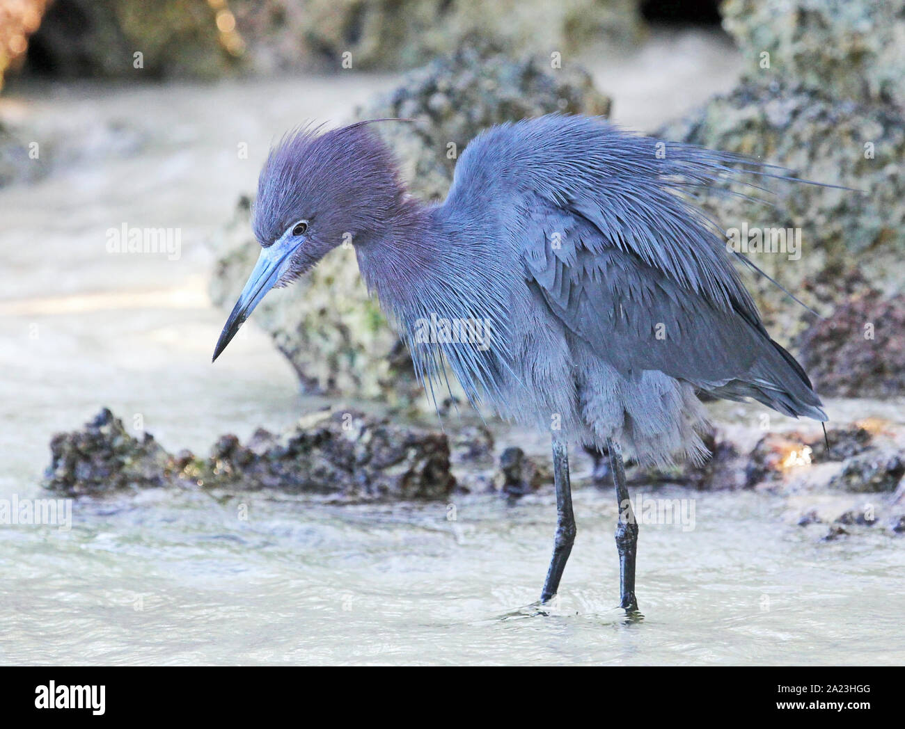 Little blue heron, Jamaica Stock Photo