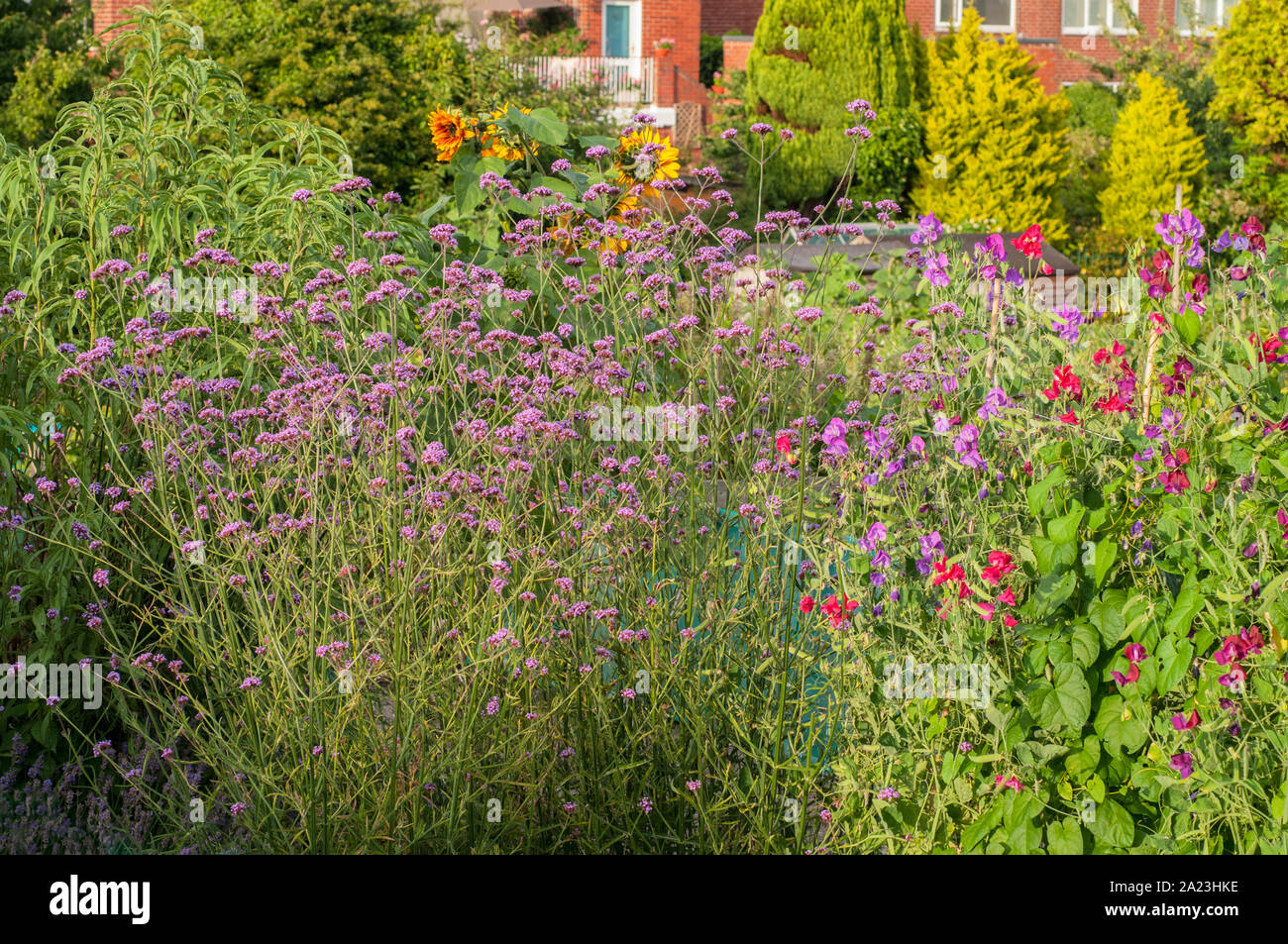 Verbena Bonariensis growing in a flower garden along with other flowers  This is a summer flowering diciduous perennial plant that is fully hardy Stock Photo
