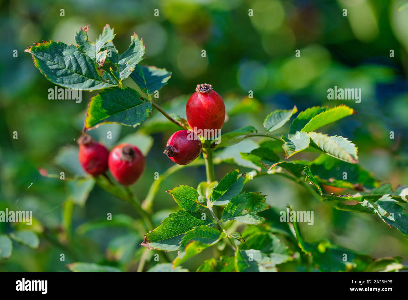 Rose hip close up hi-res stock photography and images - Alamy