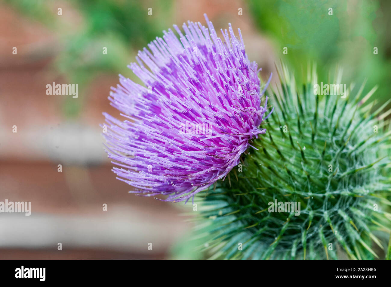 Close up of flower head of a Spear Thistle Cirsium vulgare Stock Photo
