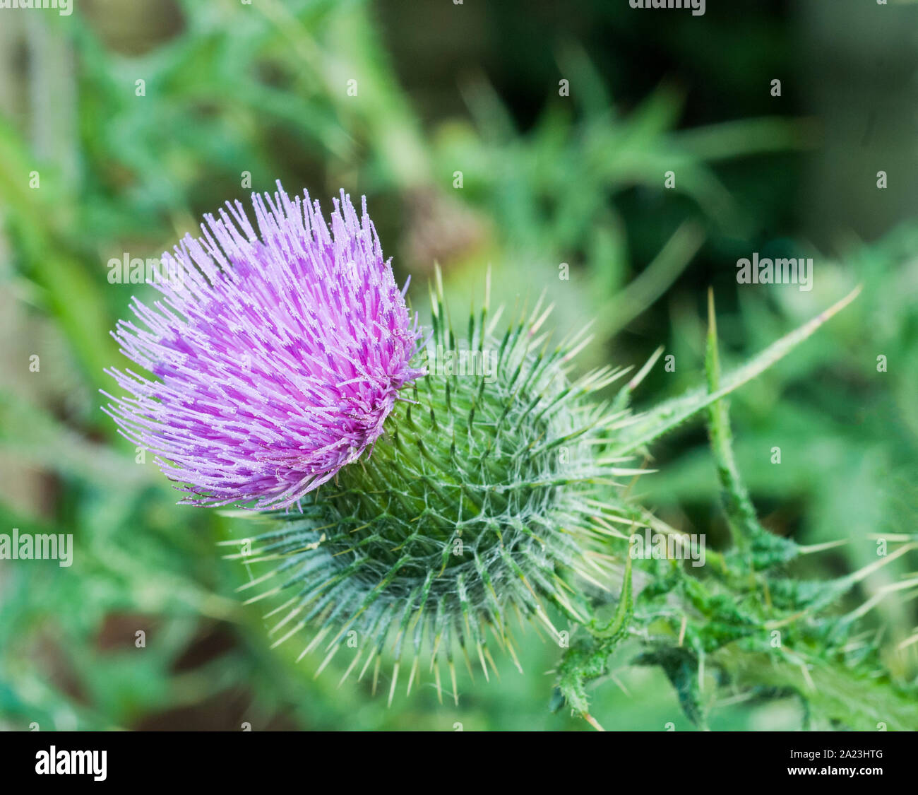 Close up of flower head of a Spear Thistle Cirsium vulgare Stock Photo