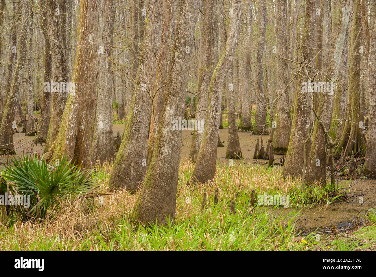 Cypress swamp, Abbeville, Louisiana, USA Stock Photo