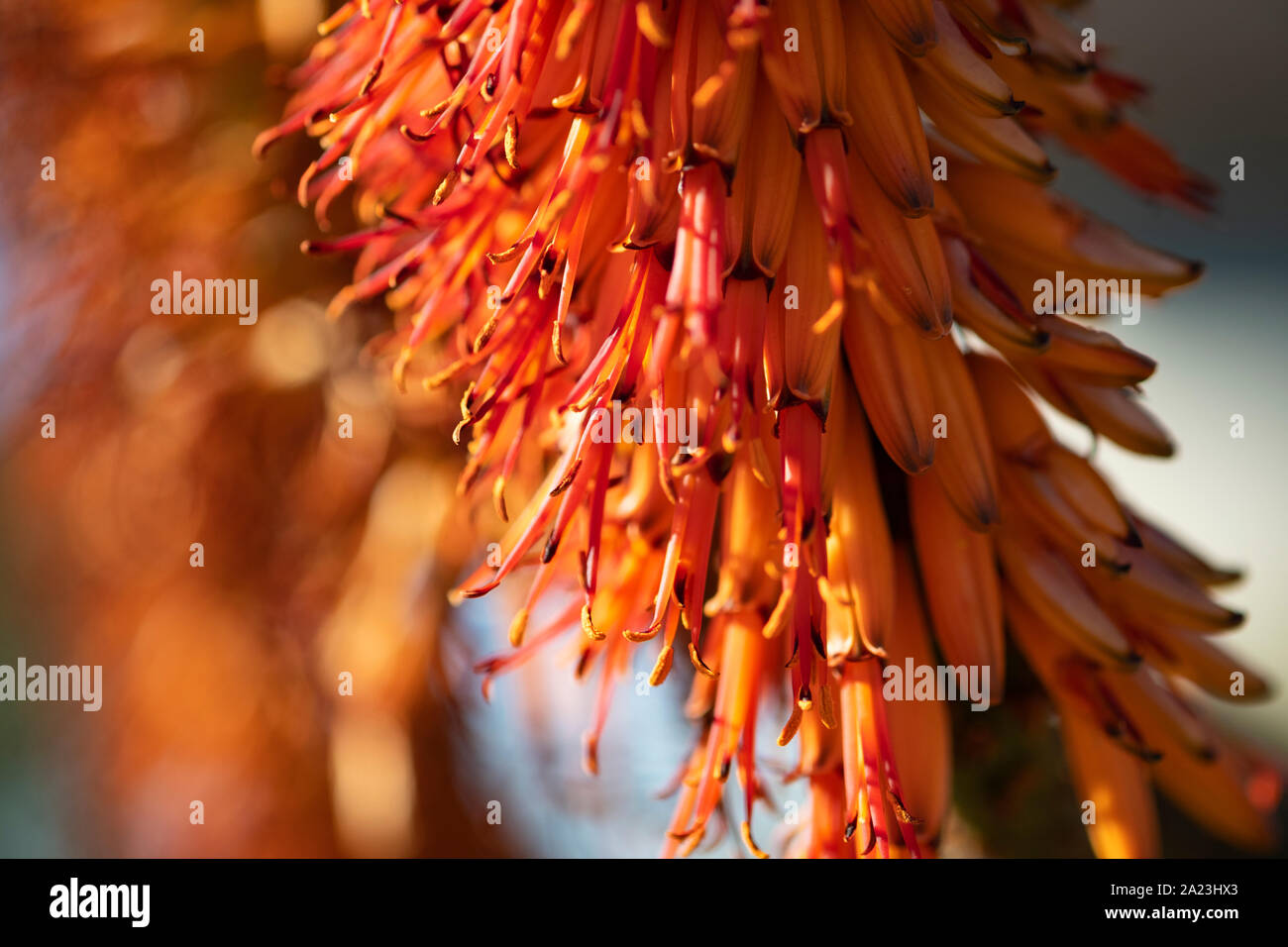 Aloe Flowers Stock Photo