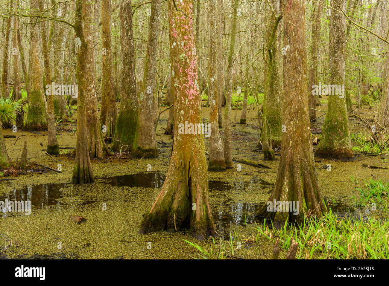 Cypress swamp, Abbeville, Louisiana, USA Stock Photo