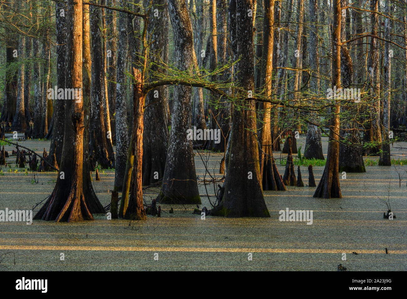 Cypress swamp, Abbeville, Louisiana, USA Stock Photo