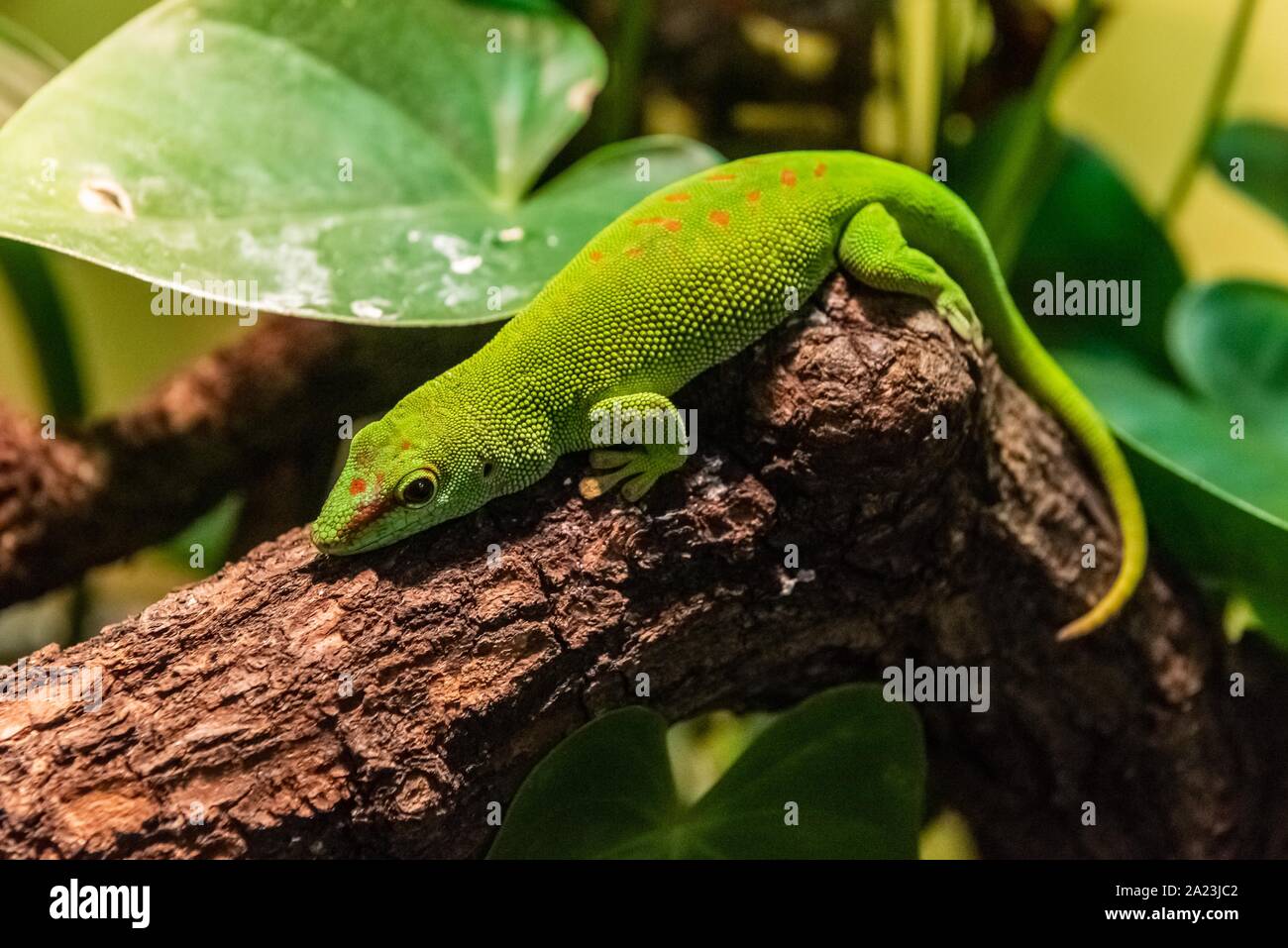 Phelsuma grandis is a diurnal arboreal species of day gecko Stock Photo