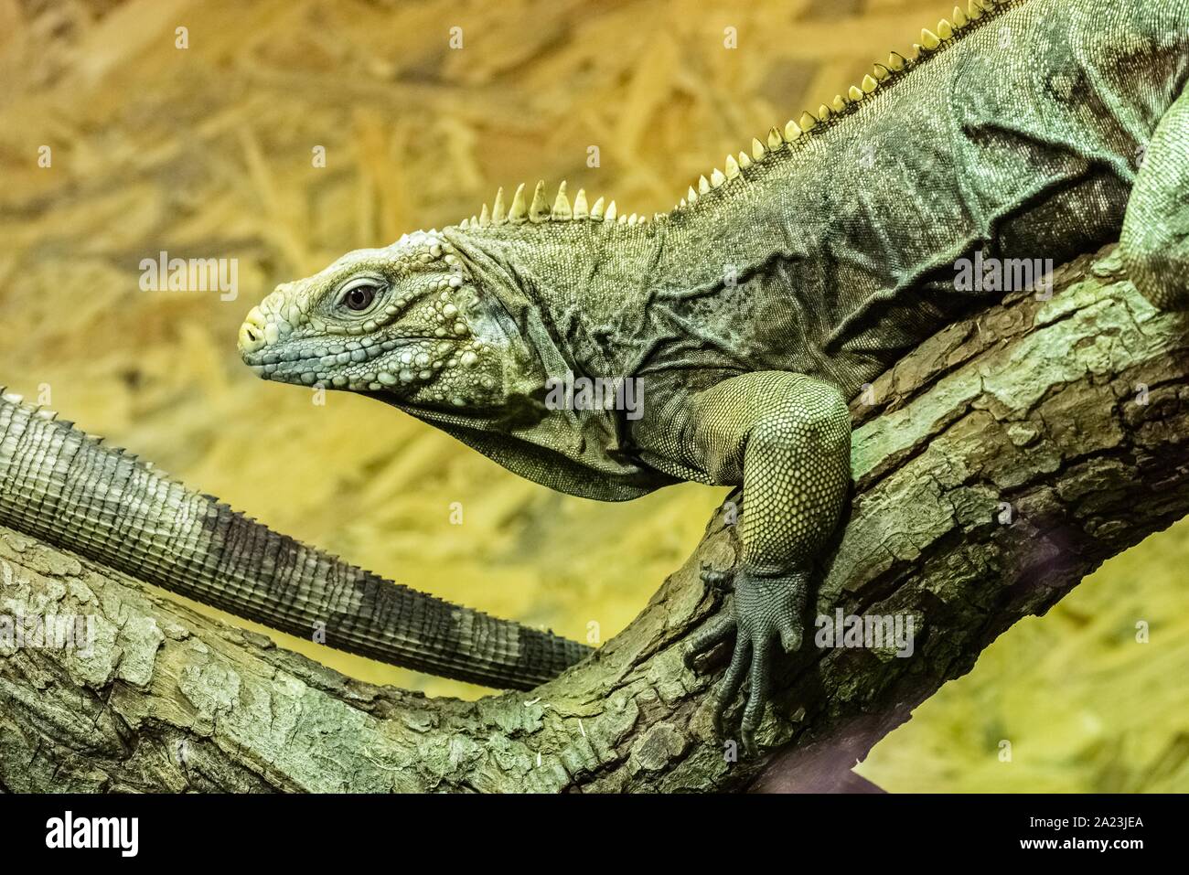 Cuban rock iguana also called cuban iguana Stock Photo