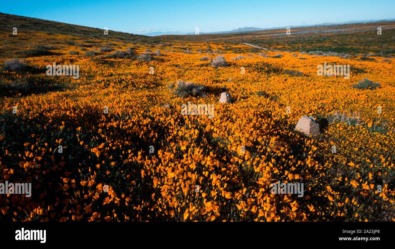 Bright orange California Pobby (Eschscholzia) in the Antelope Valley, California, USA Stock Photo