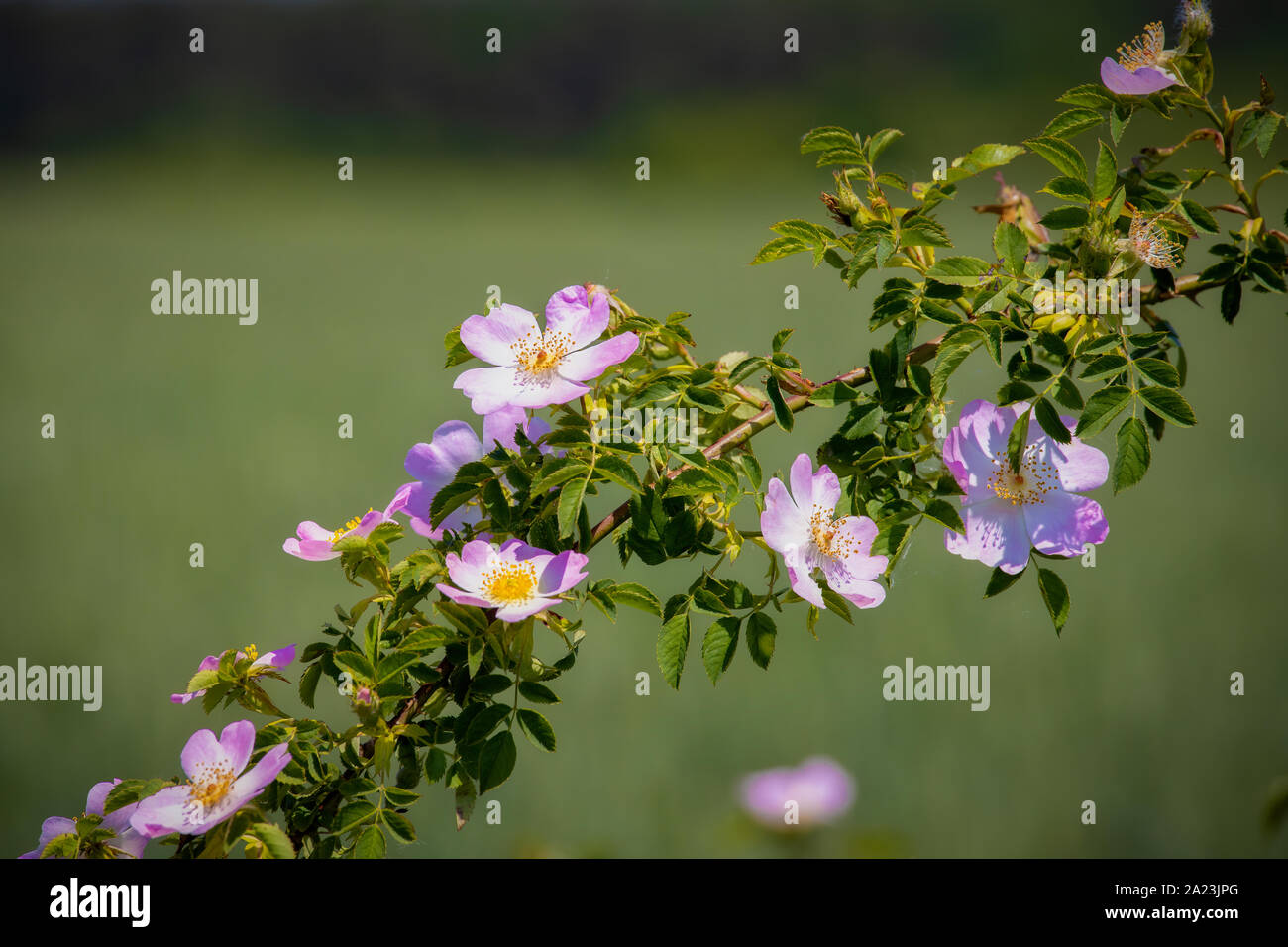 Beautiful blooming wild rose bush (dog rose, Rosa canina) Stock Photo