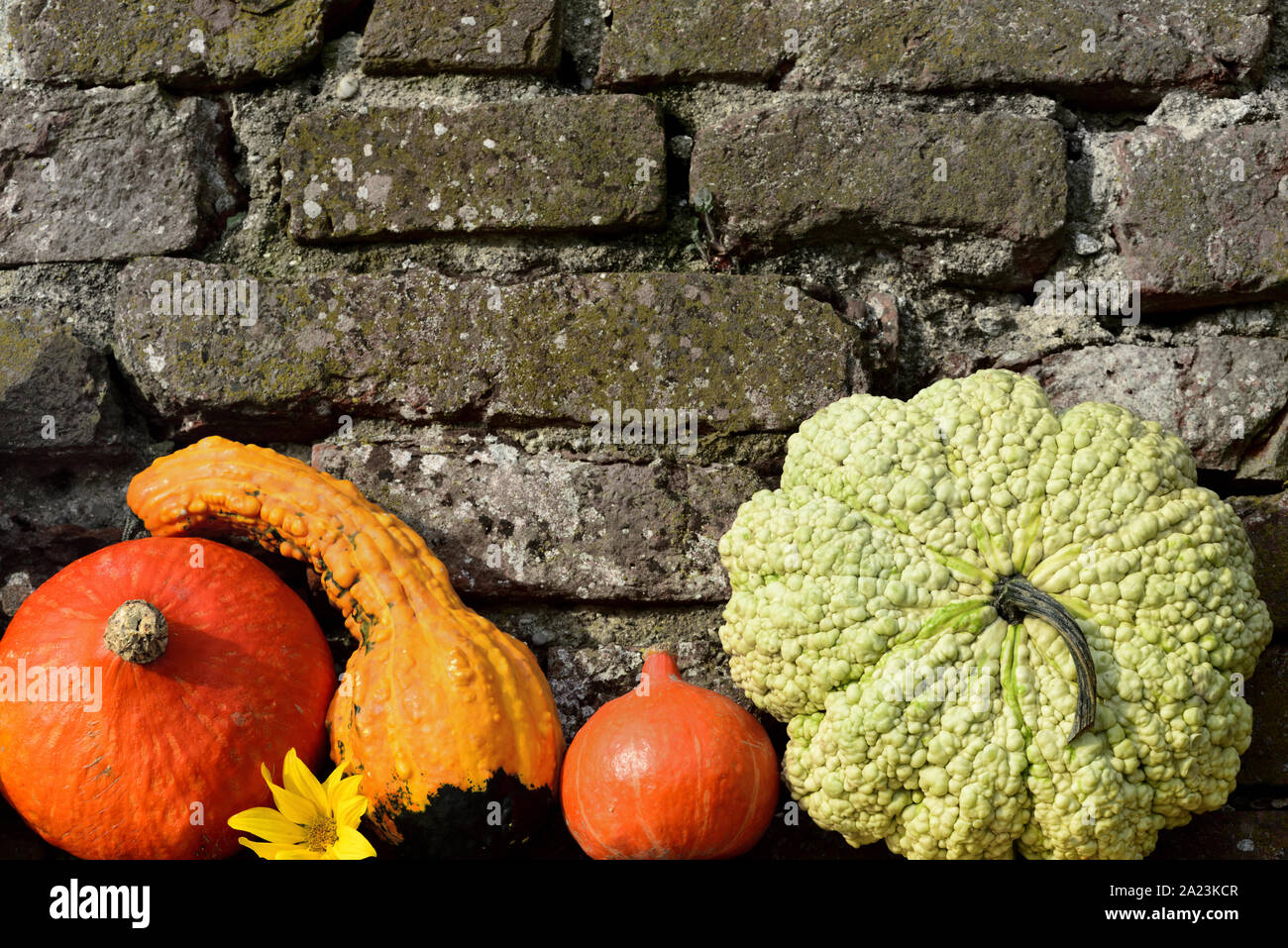 Colorful glowing pumpkins stand in front of a gray brick wall in the ...