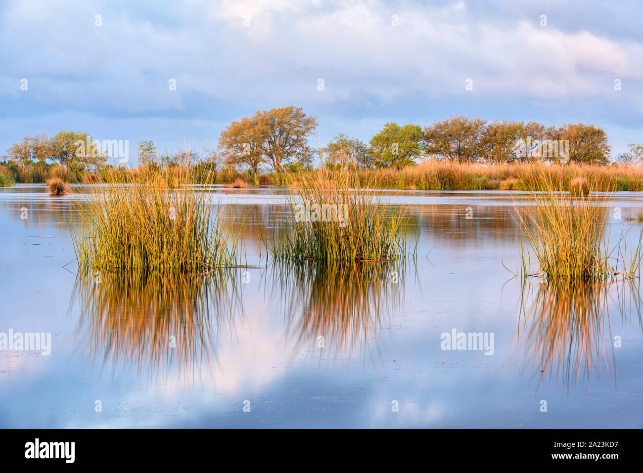 Marsh grasses in a wetland near Lake Pontchartrain, Fontainebleau State
