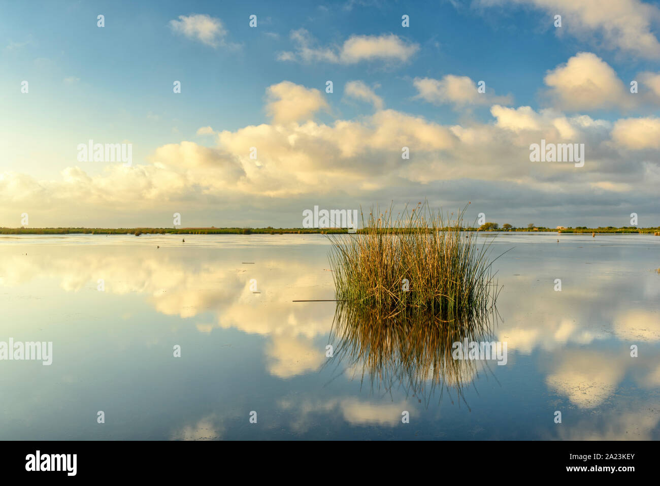 Marsh grasses in a wetland near Lake Pontchartrain, Fontainebleau State