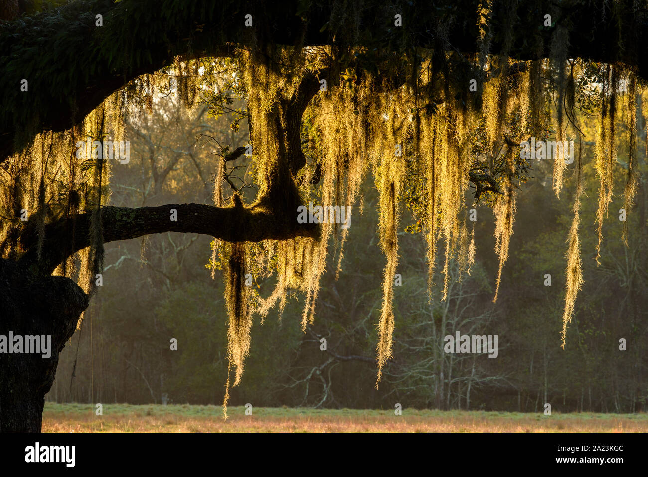 Old southern live oak tree hi-res stock photography and images - Alamy