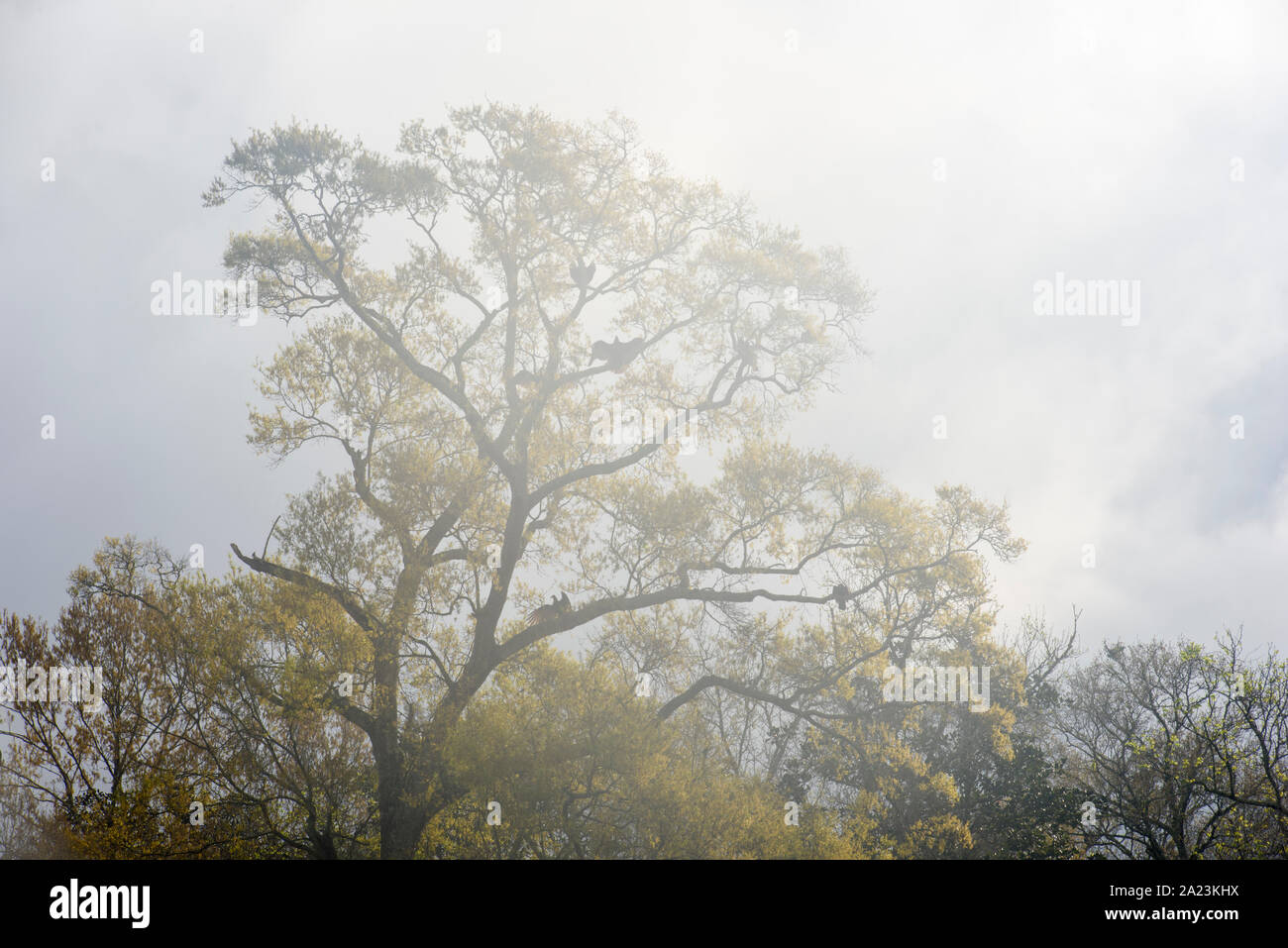Morning fog on Evangeline Pond, Palmetto Island State Park, Louisiana, USA Stock Photo