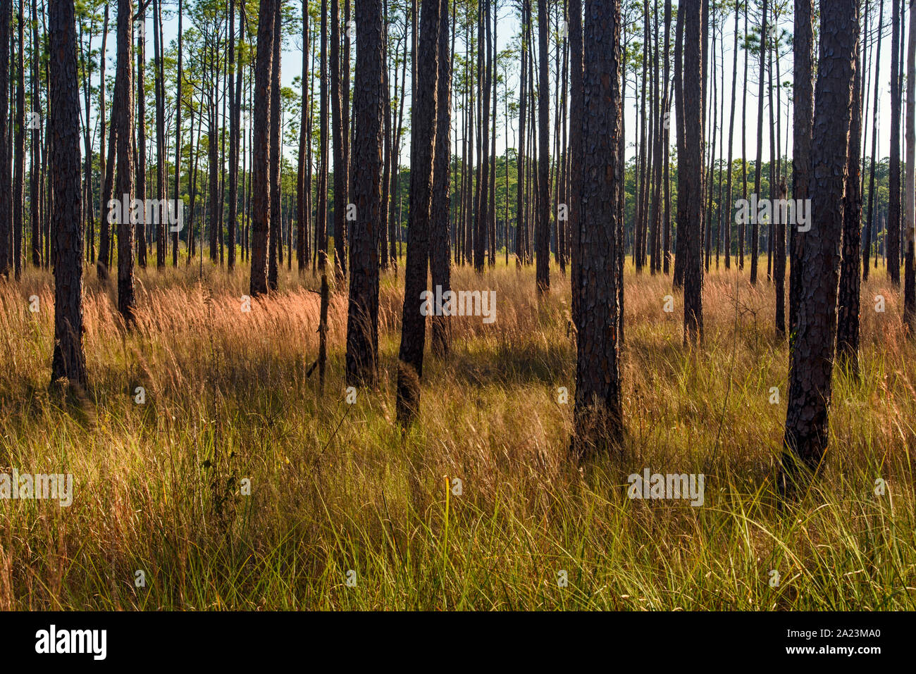 Pine trees at the edge of a marsh, Big Branch National Wildlife Refuge, Boy scout Road,