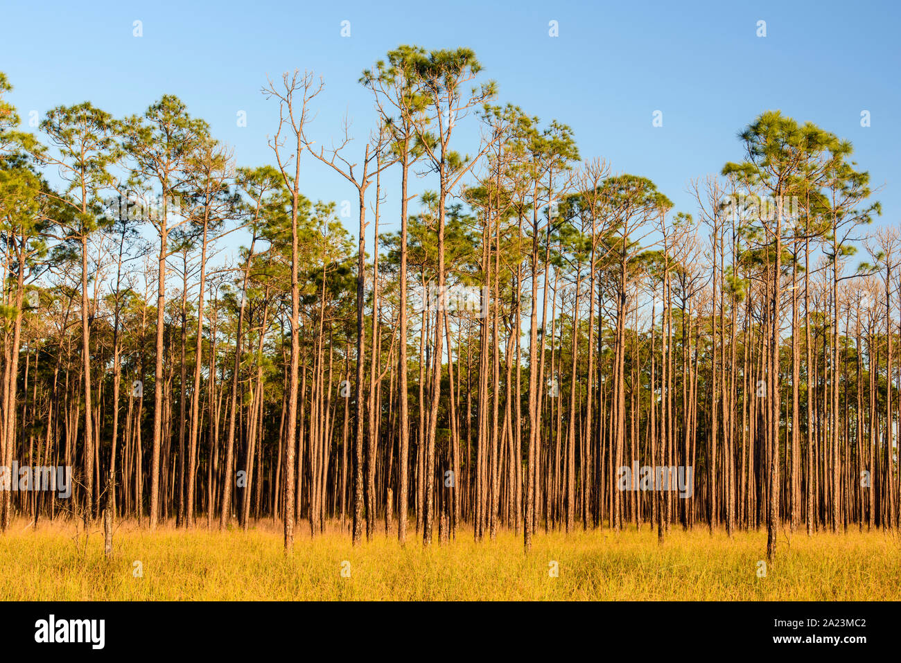 Pine trees at the edge of a marsh, Big Branch National Wildlife Refuge