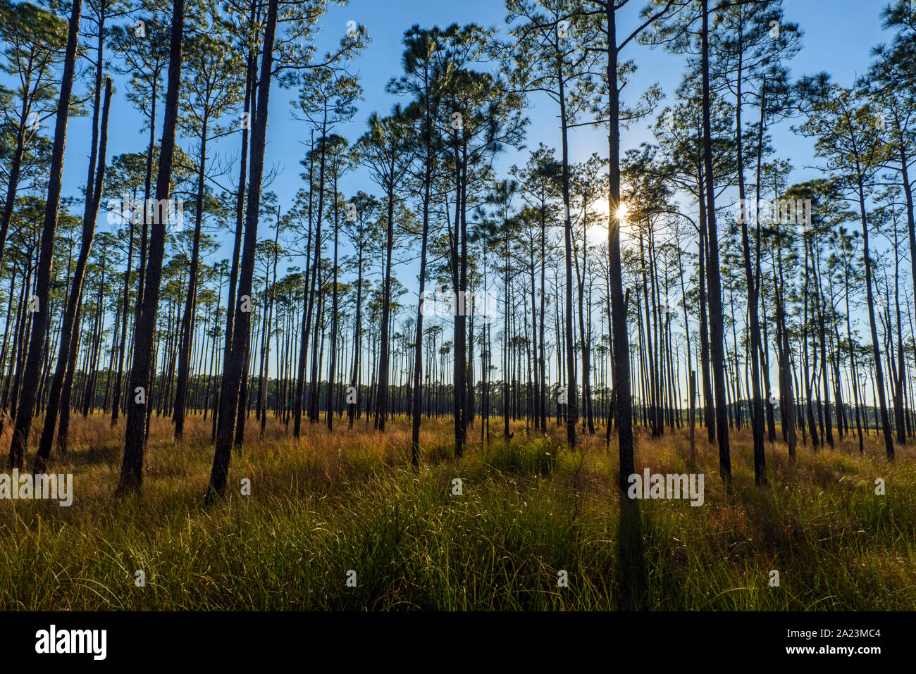 Pine Trees At The Edge Of A Marsh Big Branch National Wildlife Refuge Boy Scout Road Lacombe Louisiana Usa Stock Photo Alamy Pine Trees At The Edge Of A Marsh Big Branch National Wildlife Refuge Boy Scout Road Lacombe Louisiana Usa Stock Photo Alamy