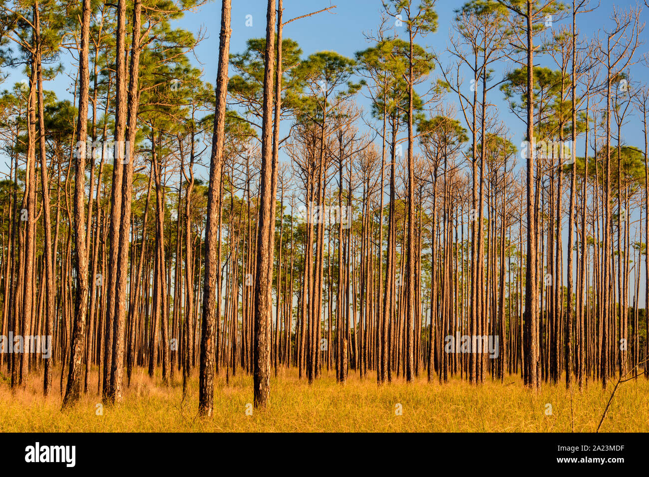 Pine trees at the edge of a marsh, Big Branch National Wildlife Refuge, Boy scout Road,