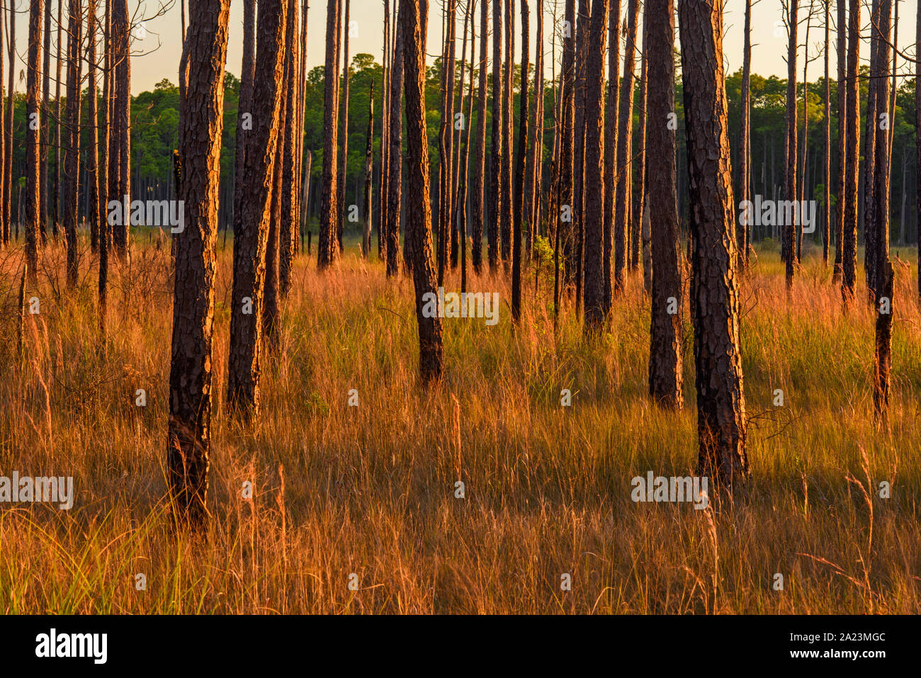 Pine trees at the edge of a marsh, Big Branch National Wildlife Refuge, Boy scout Road,