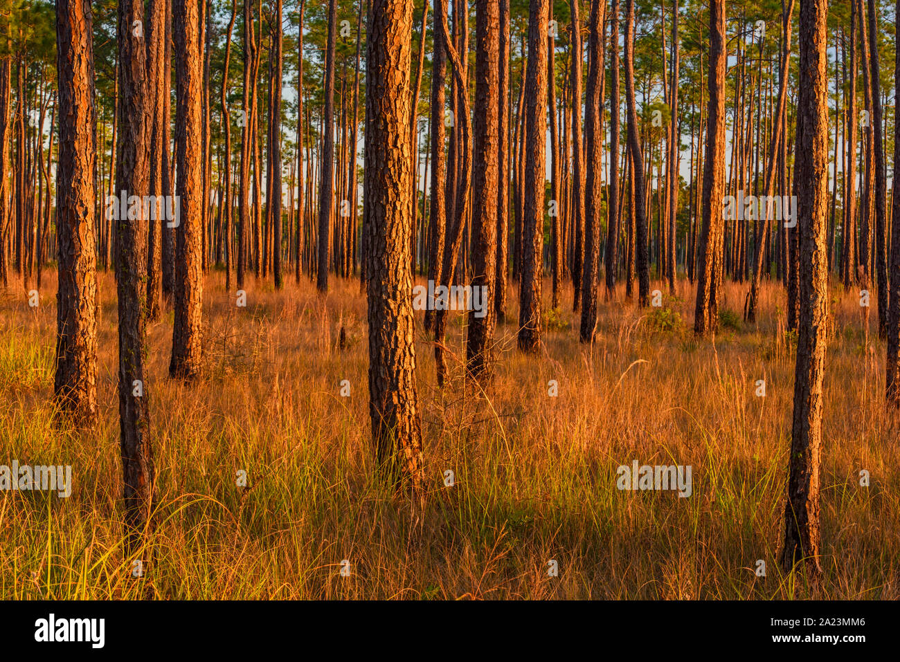 Pine trees at the edge of a marsh, Big Branch National Wildlife Refuge, Boy scout Road,