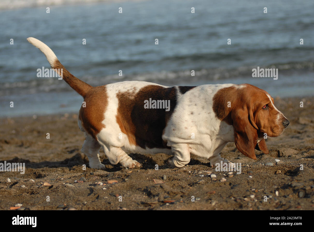 Basset Hound walking on the sand near the sea Stock Photo - Alamy