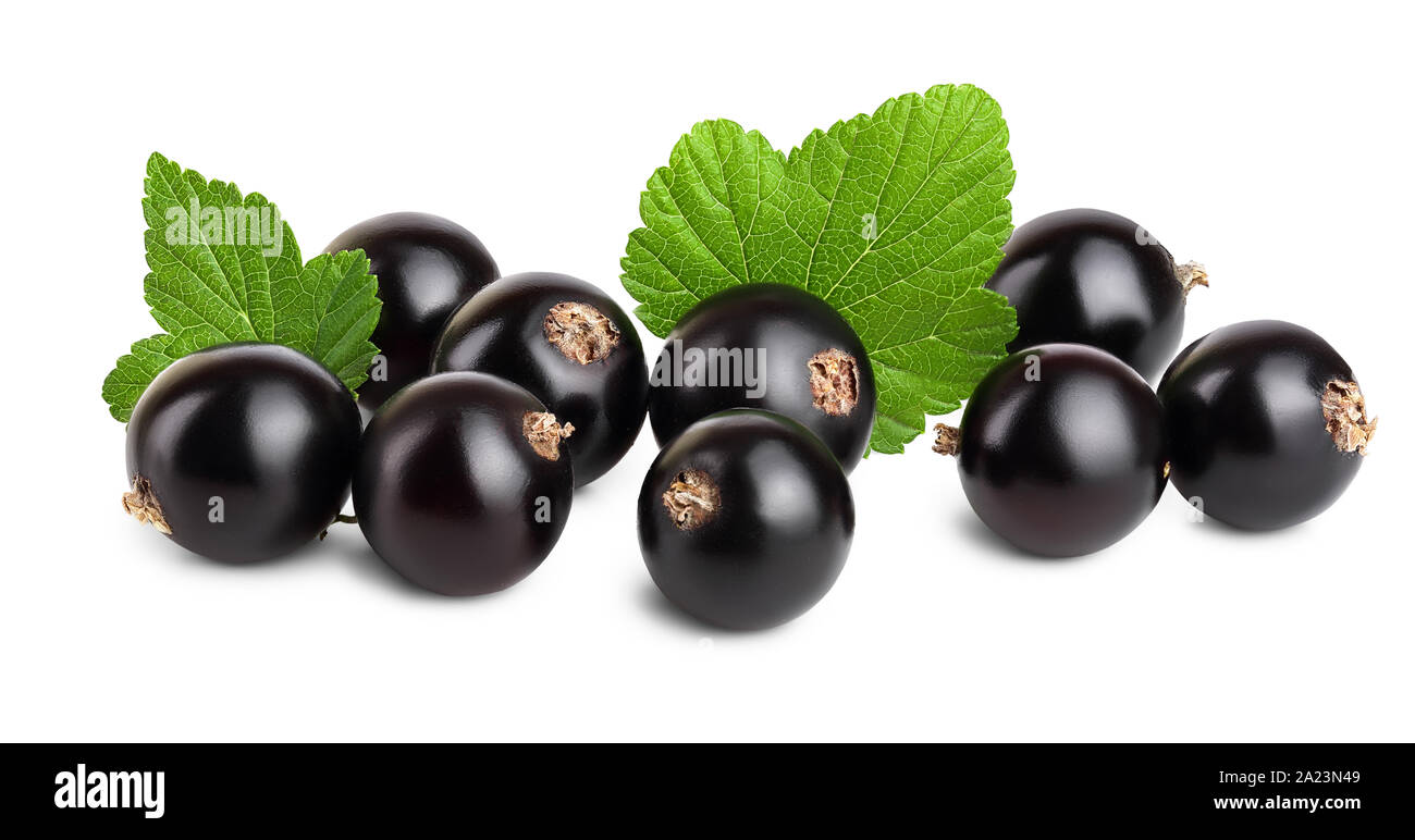 black currant with leaf isolated on white background. Stock Photo