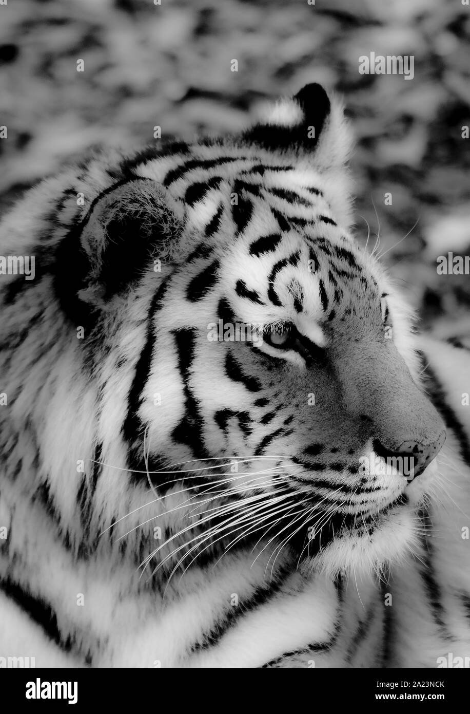 Amur o Siberian tiger, Panthera tigris altaica,  Primorsky Krai. Russia, Asia Stock Photo