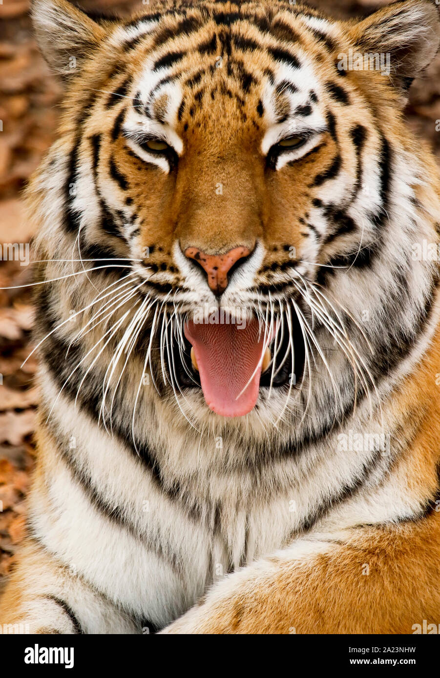 Amur o Siberian tiger, Panthera tigris altaica,  Primorsky Krai. Russia, Asia Stock Photo