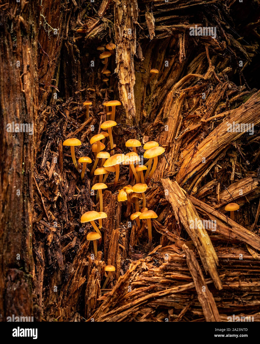 Small Orange Mushrooms on a Log (Mycena leaiana) Stock Photo