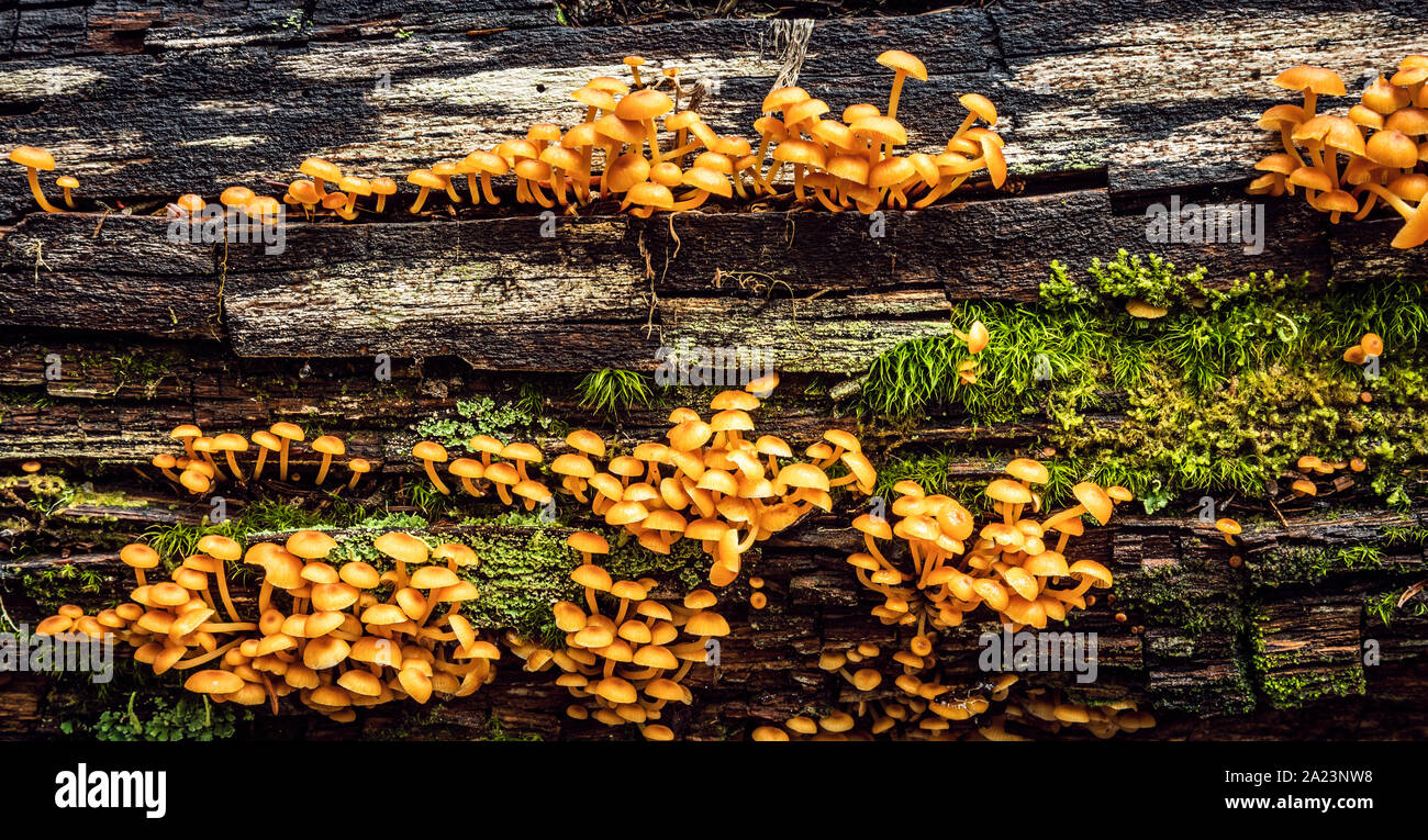 Fungus on wood chips hires stock photography and images Alamy