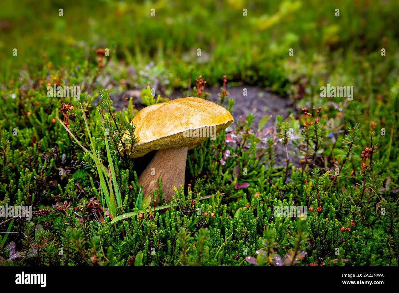 Wild edible bolete mushroom growing in green moss on the forest floor in British Columbia, Canada Stock Photo
