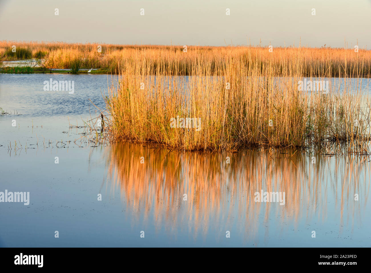 Wetlands at dawn, Anahuac National Wildlife Refuge, Texas, USA Stock