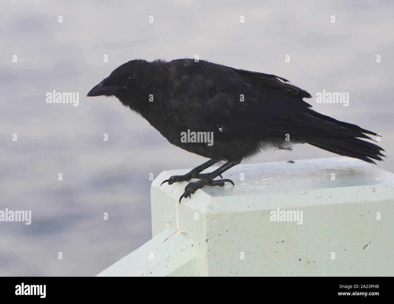 A northwestern crow (Corvus caurinus) on Victoria’s waterfront. Victoria, British Columbia, Canada. Stock Photo