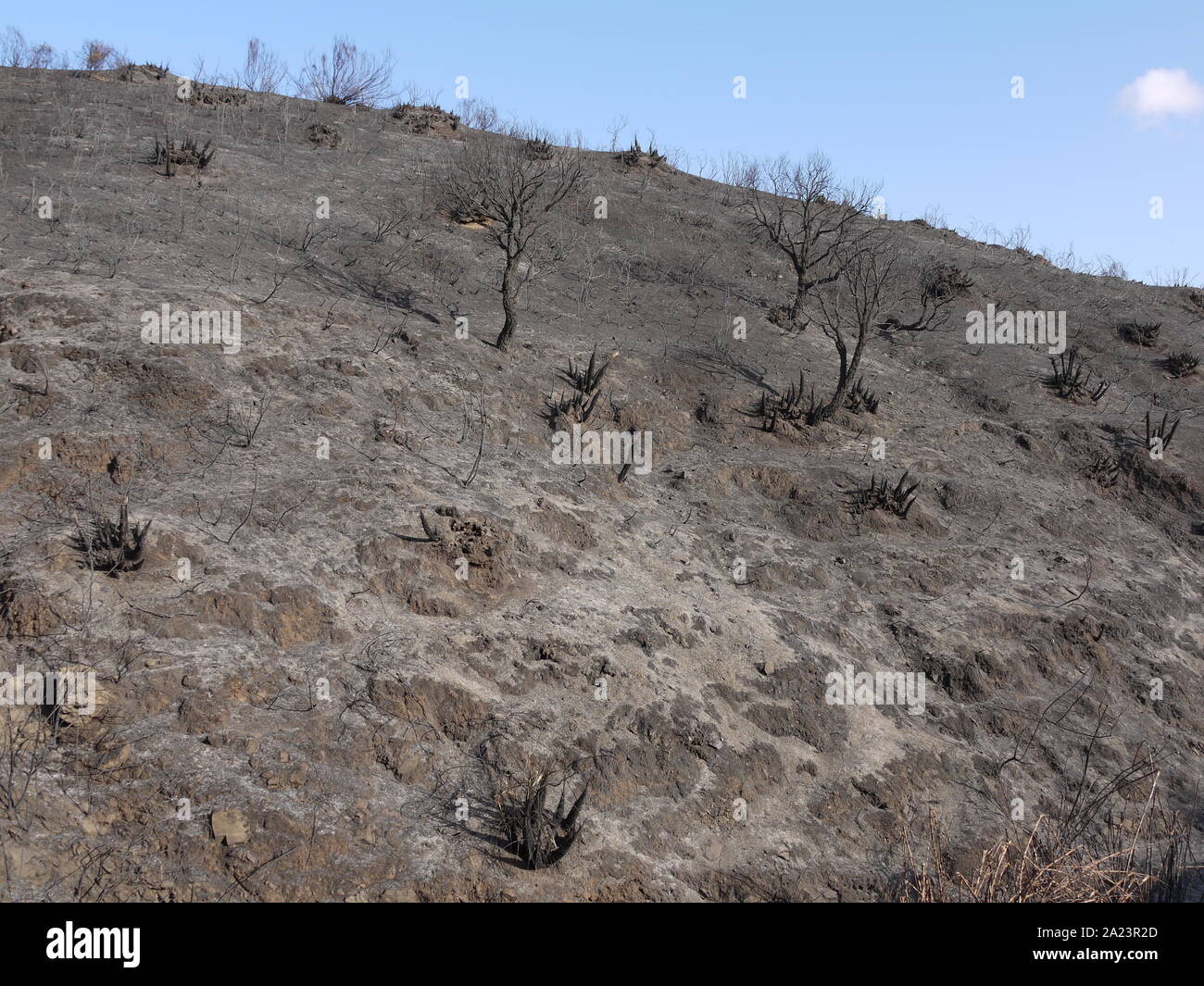 Mount burned by fire charred plants Stock Photo