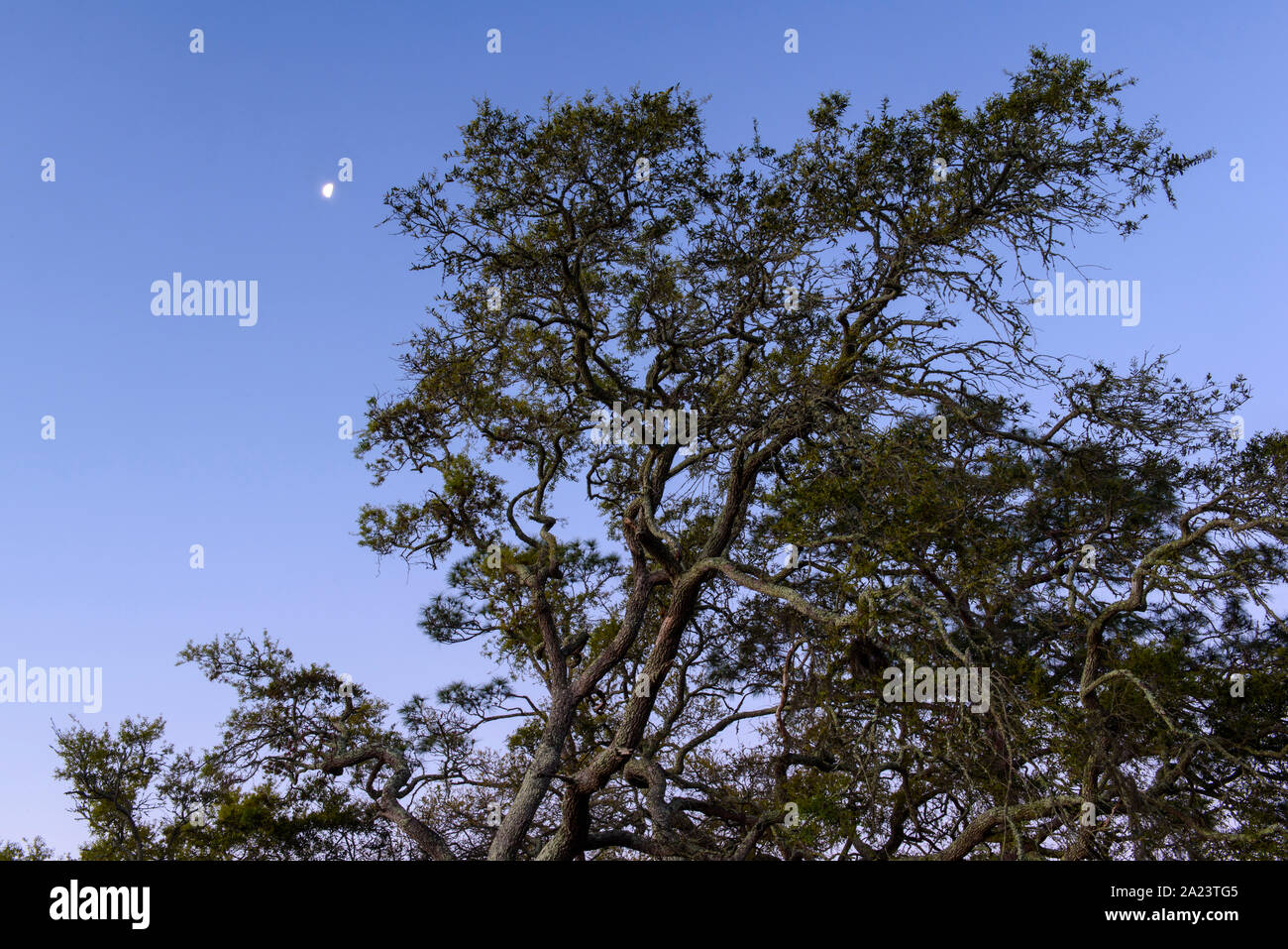 Oak tree and setting moon, St. Marks National Wildlife Refuge, Florida, USA Stock Photo