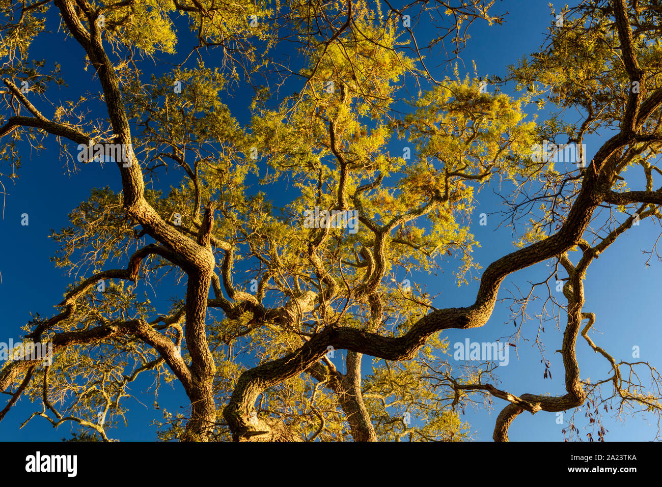 Oak tree and setting moon, St. Marks National Wildlife Refuge, Florida, USA Stock Photo