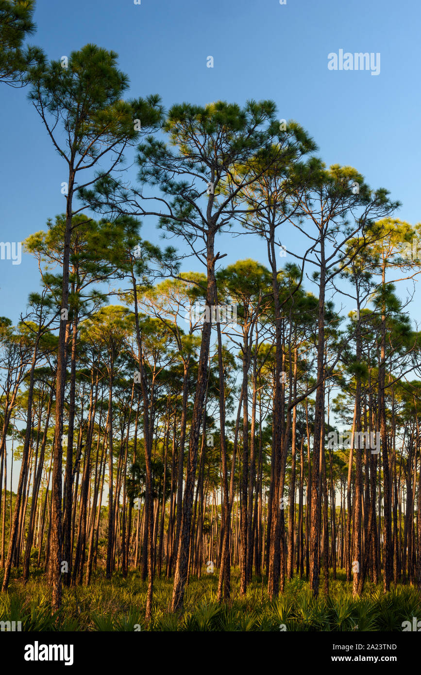 Slash pine woodland, St. Marks National Wildlife Refuge, Florida, USA