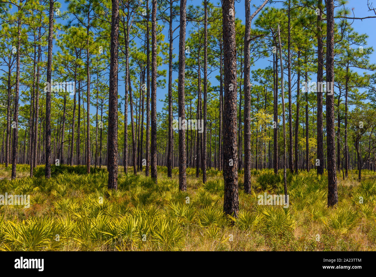 Saw palmetto in the understory of a Long leaf pine woodland, Ochlockonee River State Park, Florida, USA Stock Photo