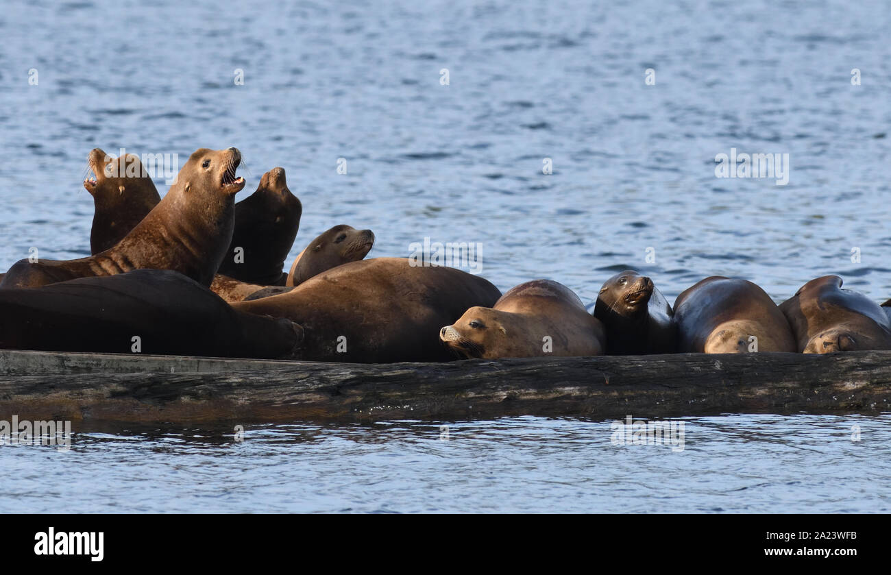 California sea lions (Zalophus californianus) relax in the early morning on an abandoned pontoon in Ucluelet harbour. Ucluelet, British Columbia, Cana Stock Photo